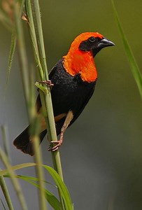 Black winged red bishop - Alchetron, the free social encyclopedia