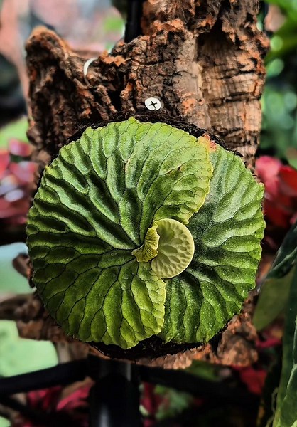 Exploring the Unique P. Madagascariense Plant