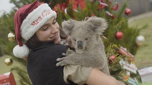 Cutest animal Christmas Compilation of all time 😍🎅🎄🎁🦘🐨🙈🐼🐾🎁🎄🎅😍 Wishing you all a safe and merry Christmas from our family to yours. After the year that's been, here’s looking forward to a bright and happy 2021. | Symbio Wildlife Park