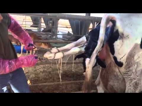 How to pull a calf using chains
