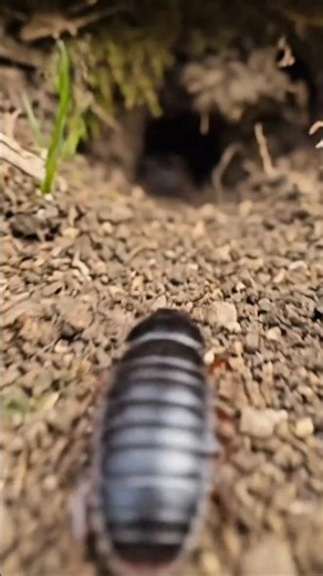 “First POV Journey Into the Secret Underground World of an Earwig 🐜💡”