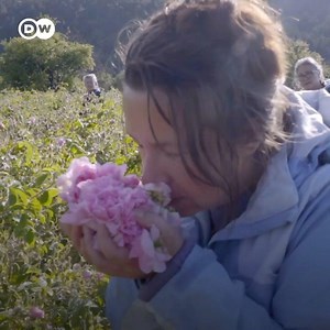 13K views · 544 reactions |  The Damask rose oil is considered the most expensive rose oil in the world. It is harvested only once a year in the Bulgarian “Rose Valley”: | DW Euromaxx | Facebook