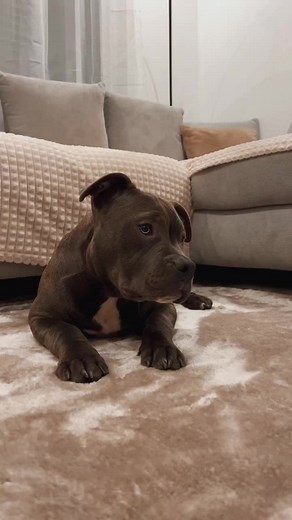 Trendy Infinity Challenge: Cute Dog and Ring Light Fun