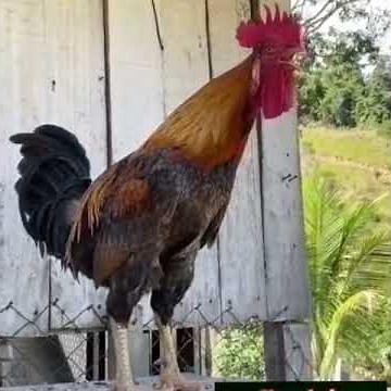 Gallo - Gallo despertador - El mejor despertador - Gallo cacareando - Gallo cantando.