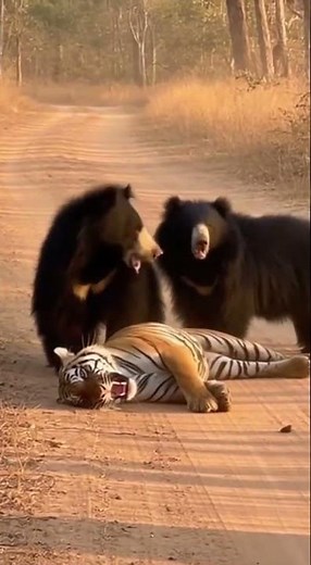 Sloth Bears’ Stunning Victory Over a Fallen Tiger