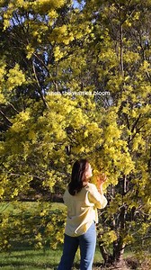 We love wattle! There are over 1000 species of wattle (Acacia), ranging in size from ground cover to towering trees. See these golden-hued plants at our Australian Botanic Garden Mount Annan. If you're visiting the paper daisies this weekend, why not take a trip out to the Acacia garden and picnic in a sea of sunshine yellow? https://www.botanicgardens.org.au/venues-and-lawns/all-venues-and-lawns/wattle-garden | Botanic Gardens of Sydney