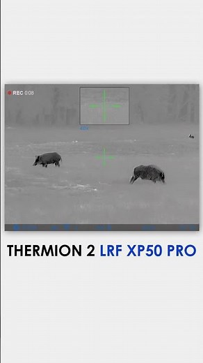 Thermion 2 LRF XP50 Pro - Thermal Hog Hunting Footage #shorts