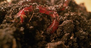 Close Up Shot Of Worms Moving Soil Stock Footage SBV-338614819 - Storyblocks