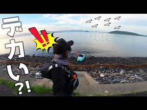 鳥の群れ!ナブラ!灯台下暗し?!ついにデカすぎる○○が釣れた！【離島生活】