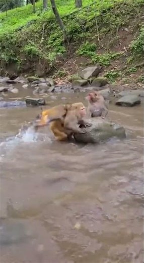 Monkey Pranks ep3 #funny #monkeychallenge #fishing #monkeysr #animals #babymonkeybobby