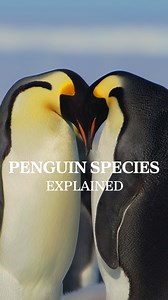 3.8K views · 107 reactions | Here are our top penguin species with strong Aussie ties! These penguins breed on the mainland, on Australia’s sub-Antarctic islands – Macquarie, Heard and McDonald – or within the Australian Antarctic Territory. What's your favourite penguin species? #penguins #penguin #antarctica #happyfeet #explained #ausgeo | Australian Geographic | Facebook