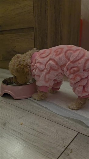 Even a puppy drinking in Pyjamas is just super CUTE 🐾🐶🩷 #FYP #dogmum #cutedog #doglover #love