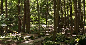 Park Highlight: Welcome to Stokes State Forest in New Jersey