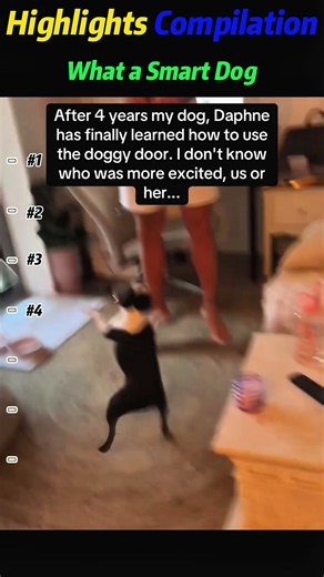 What a Smart Dog – Watch This 😂🐶