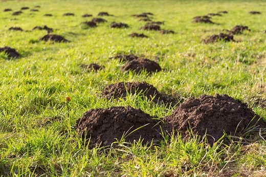 Mole Tunnels vs. Vole Tunnels: Who’s Destroying Your Yard?