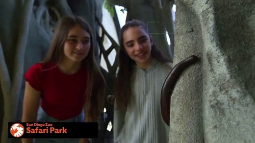 San Diego Zoo Safari Park TV Spot, 'Gratis durante el mes de octubre'