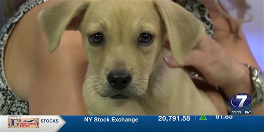 Bailey from the Bay County Animal Shelter