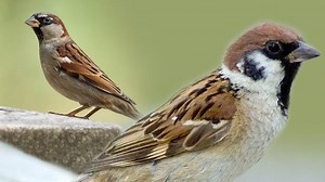World Sparrow Day 2025 : जागतिक चिमणी दिवस