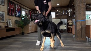28K views · 518 reactions | Loyal K9 Stands Ready to Protect His Beloved Handler! | Kraftwork K9 Pro German Shepherds | Facebook