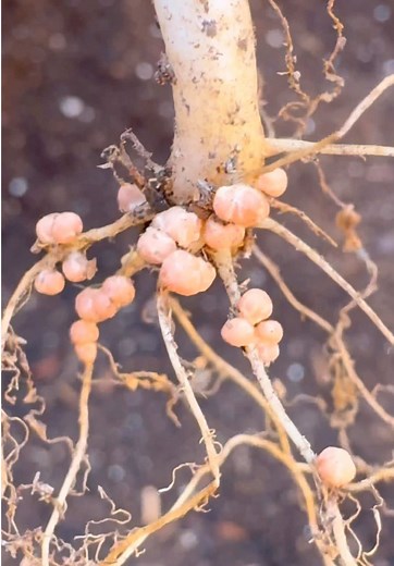 Entendiendo los Nódulos de Raíz de Rhizobium
