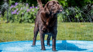Best dog paddling pool to have fun and stay cool
