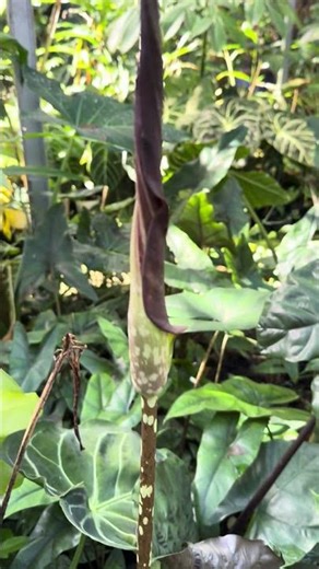 Amorphophallus sp
