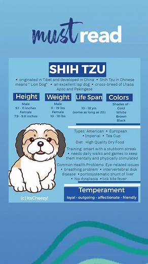 Shih Tzu Fact Sheet #shihzu #shihtzusoftiktok #shihtzulovers #dog #dogsoftiktok #pet #fyp #petsoftiktok #dyk #doglover #foryou #itscheezy