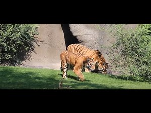 Detroit Zoo's new tiger brothers, Nikolai and Aleksei