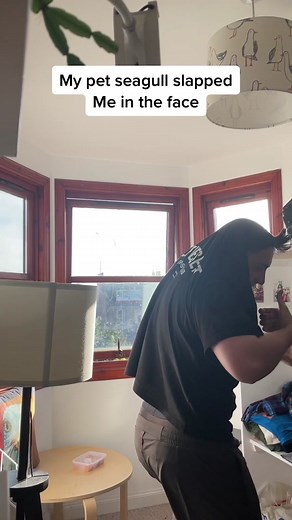 Feeding My Pet Seagull Training Progress - Day 163