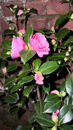 Our first pink camellia flower bloomed in 2026🌷#beautifulflowers #spring
