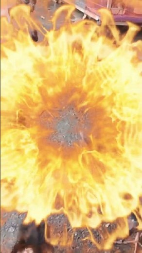 Pukeko bird chicks meme 3