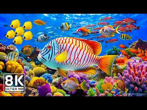 AQUARIUM 8K UHD - Beautiful Fish Swimming & Colorful Sea Life 🐳 Relaxing Music of the Blue Ocean #16