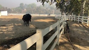 Our precious friends who were closer stopped at police block area rode his bike to Check on our horses that where there last night I cried tears and tears LOOK they are ok. The other horses were saved also!!! These were ours that I couldn’t fit in trailer. Please rejoice with me! #JustBElieve Thanku for your prayers keep praying for everyone!!! Thanku to @mattbattaglia and @TinaBattaglia for checking on our animals we love you! | Brenda Epperson
