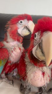 23K views · 1.3K reactions | Macaws and more  cute baby birds. hand raise baby birds - green wings macaw _ #macaw #cute #animal #pet #macaw #greenwings #reels #trendingreels #explore | fine feathered friends | Facebook