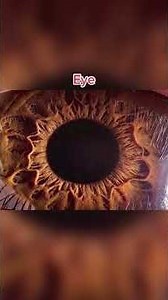 The Human Body Under a Microscope