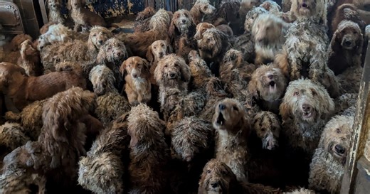 Over 250 poodles rescued from squalid horror house