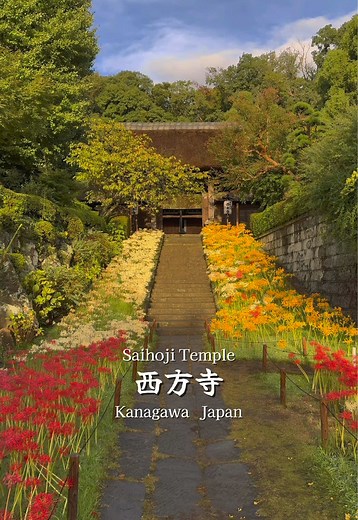 西方寺の初秋の彼岸花絶景を楽しもう