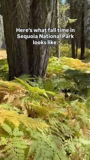 Fall time in Sequoia is a magical experience! #nationalparks #sequoianationalpark