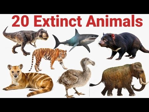 देखो बच्चों! 20 विलुप्त जानवर – जो अब दुनिया में नहीं मिलते | Extinct Animals for Kids"