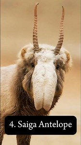 Top 10 Most Unique Animals in the World #worldwonders #amazing #amazinganimals #animals