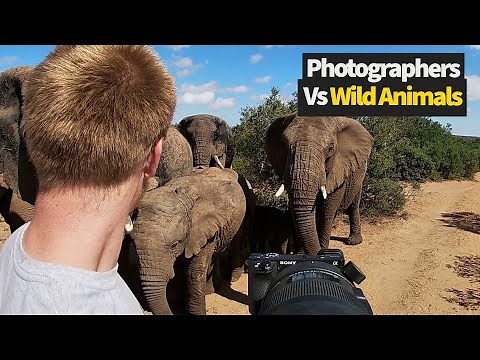 Crazy Close Calls with Wild Animals