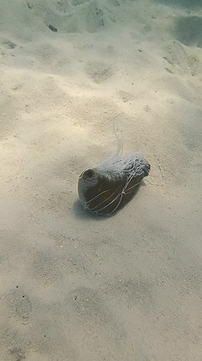 Sea Cucumbers Self-Defense Mechanism Revealed
