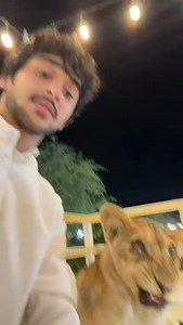 The lion cub and his fangs | Mekymk