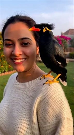 Talking Bird , Funny Talking Bird | Indian Myna bird #funny #talkingbird #mynabird