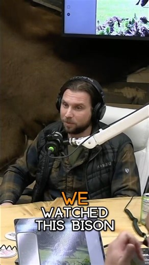 Bison in the camp! #alaska #podcast #staywild