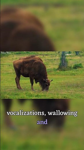 Male Bison During Mating Season Are Unstoppable #shorts #wildlife #naturedoc