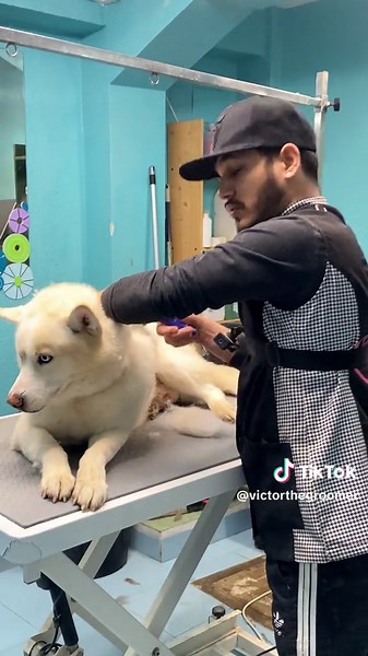 Manchas de pulgas en perro - Elimina las pulgas y cuida a tu husky