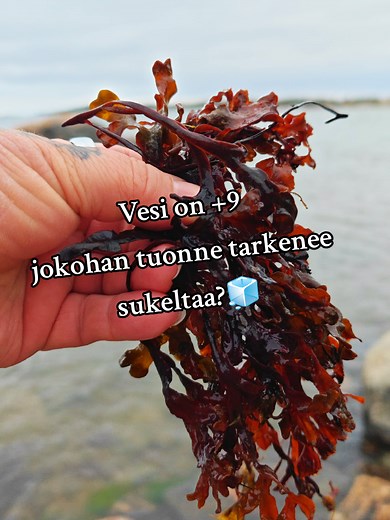 Vesi on 9 jokohan tuonne tarkenee sukeltaa?🧊 Rakkohaurun keräämistä myrskyn jälkeen, tää on ainutlaatuinen raaka-aine meidän uudessa rakkohauru ihonhoitosarjassa ja me kerätään vaan se mitä meri ja myrsky antaa, eikä tuotantoa voi lisätä kysynnän mukaan. #luonnonkosmetiikka #ihonhoito #saarentaika #rakkohauru #rakkolevä #ekslusiivinenkosmetiikka #ekslusiivinenihonhoito