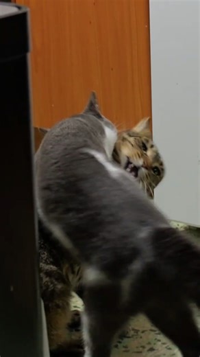 Target spotted: Commence attack.