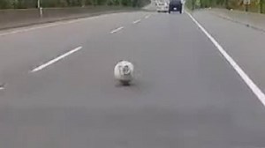 Runaway propane tank filmed bouncing along Island Highway